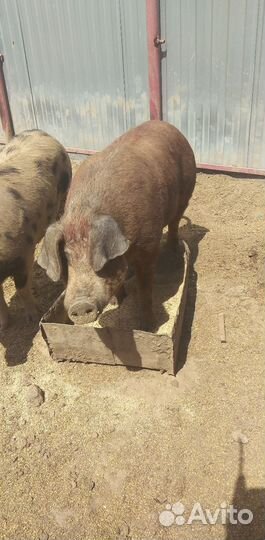 Продам кабана на племя