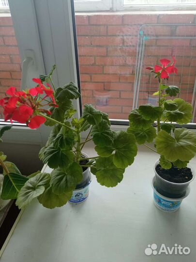 Пеларгония герань душистая