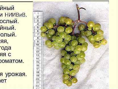 Саженцы ранний виноград, неукрывной Тукай 5 л