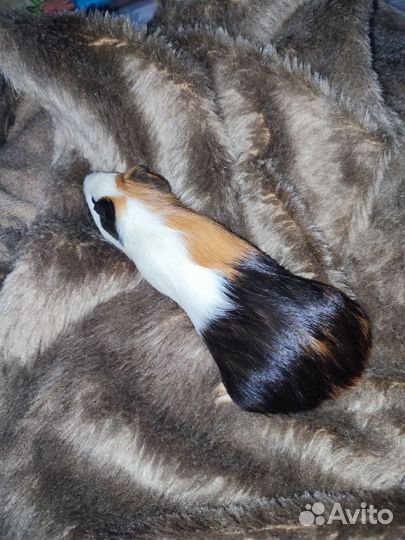 Морская свинка