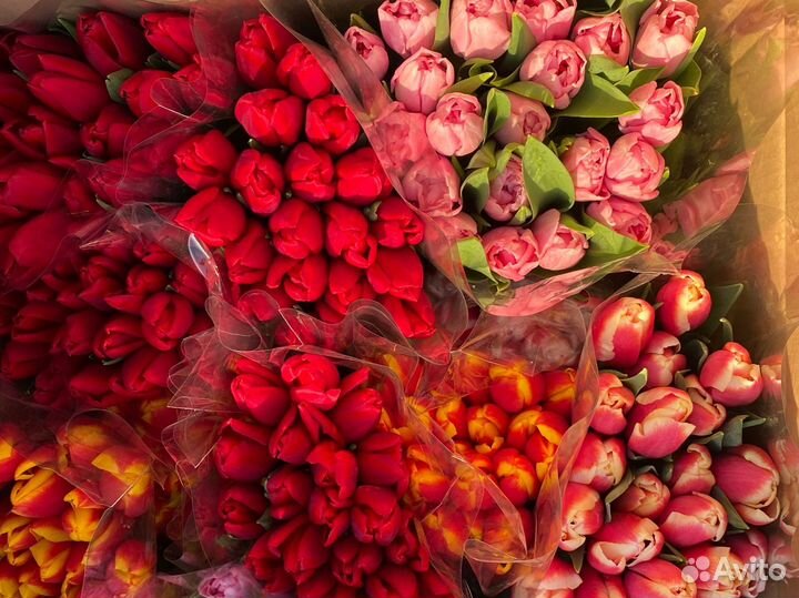 Тюльпаны к 8 марта