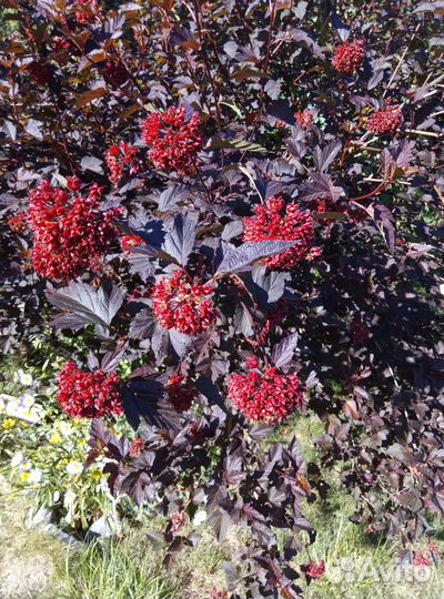 Пузыреплодник