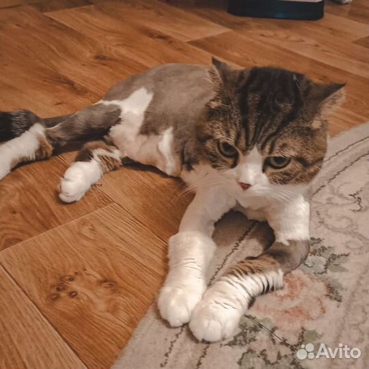 Груминг Стрижка кошек выезд на дом