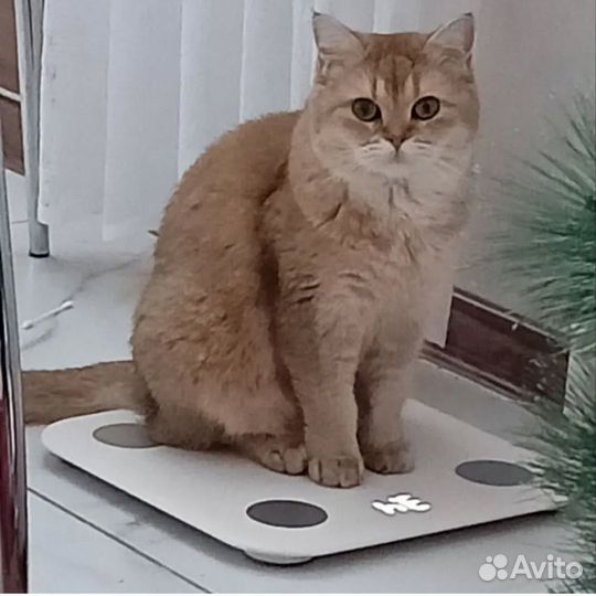 Британская золотая кошка