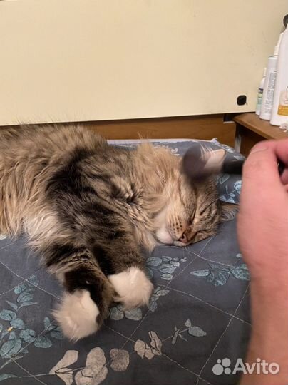 Массаж кисточками кота/кошки