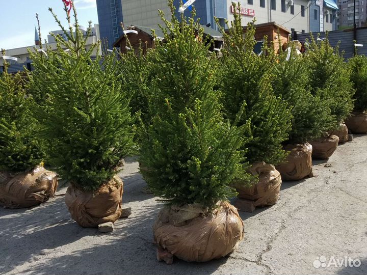 Ёлка сибирская