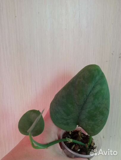 Сциндапсусы, эпипремнумы