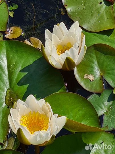 Нимфеи для пруда,белая