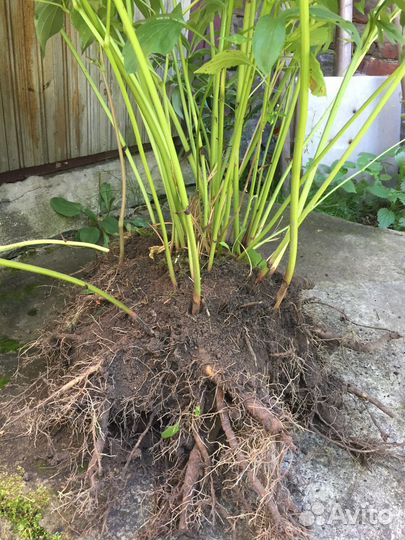 Пионы саженцы