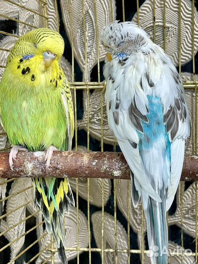 Выставочный волнистый попугай ввп Чех