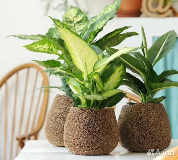 Комнатные растения цветы