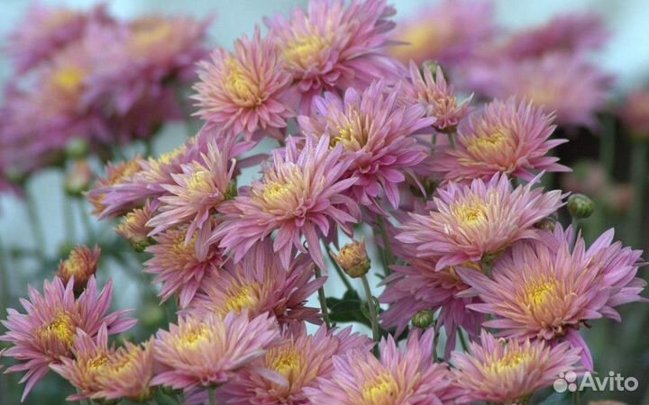 Хризантема мультифлора и корейская