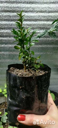 Самшит вечнозеленый