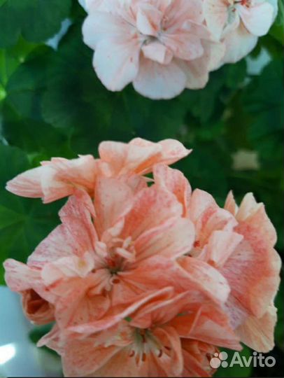 Пеларгония