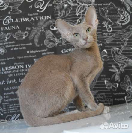 Ориентальные котята