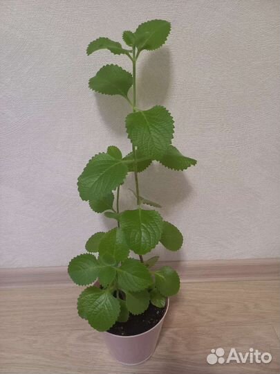 Комнатная мята