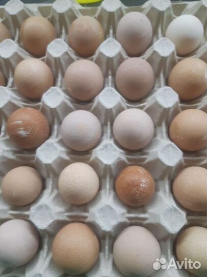 Цыплята бройлеры мясо