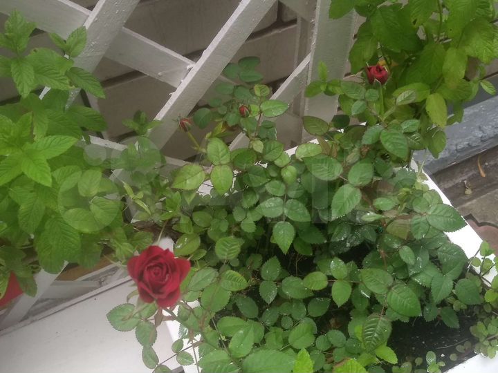 Комната 18 м², 2/2 эт.