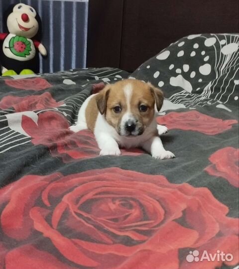 Джек Рассел терьер