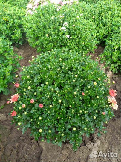 Хризантема мультифлора