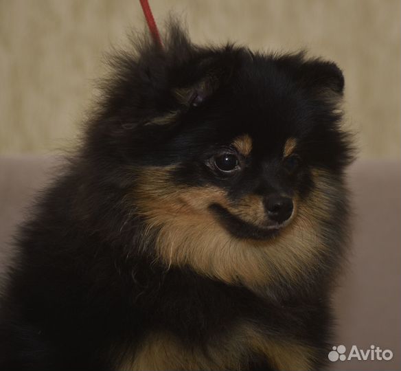 Чудесные шпицедетки