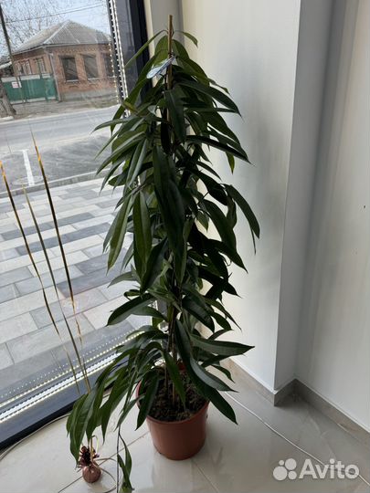 Комнатные растения.фаленопсис.драцена.заимокулькас