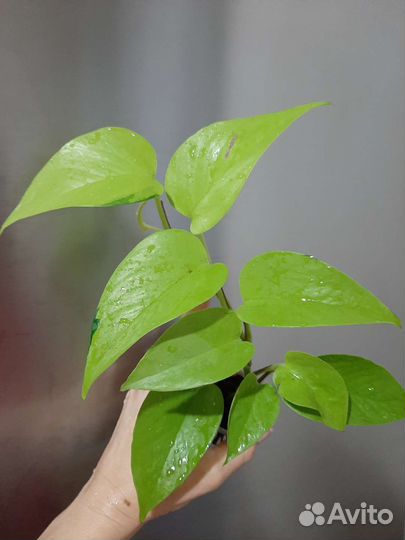 Эпипремнумы