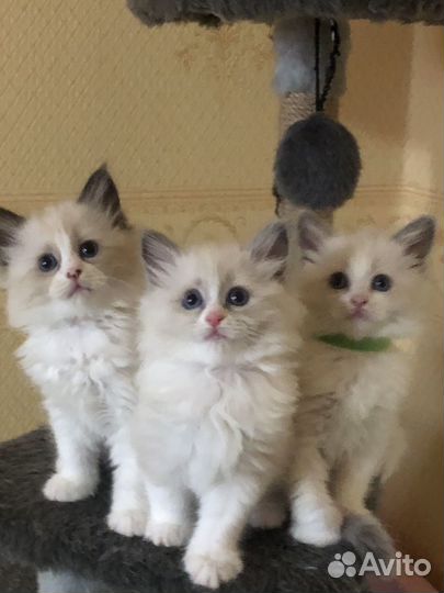 Котята регдолл