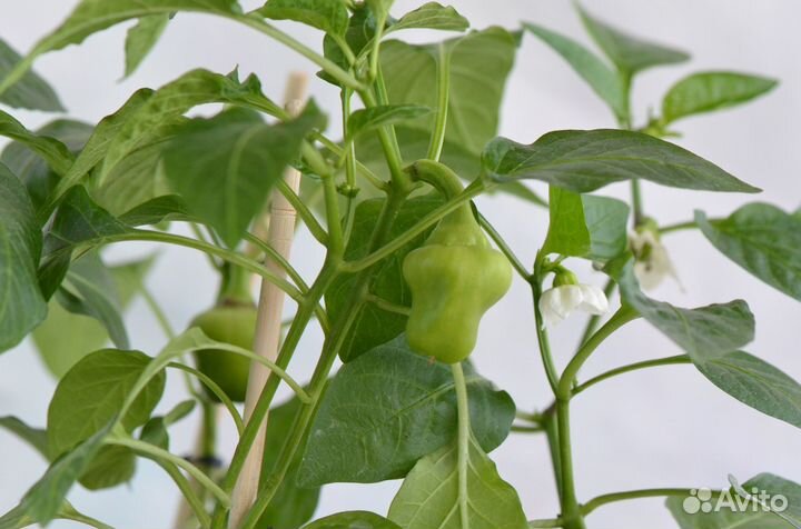 Комнатный болгарский сладкий перец кустики