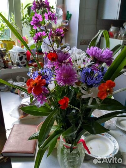 Садовые многолетние цветы, кустарники