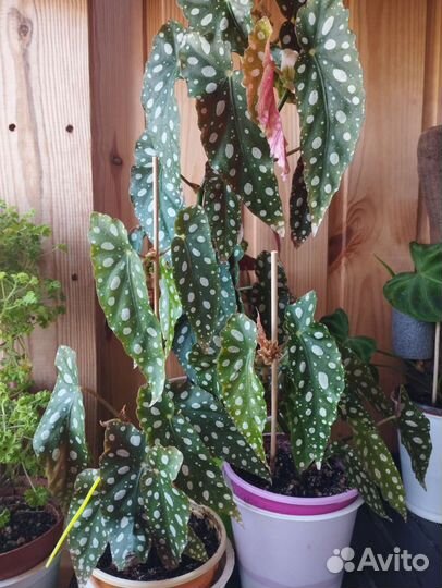 Бегония макулата