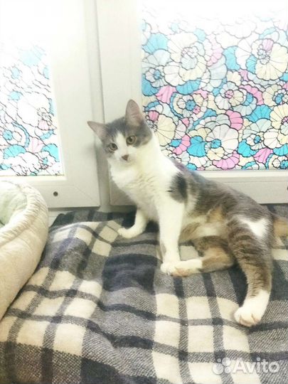 Кот-компаньон Лапик