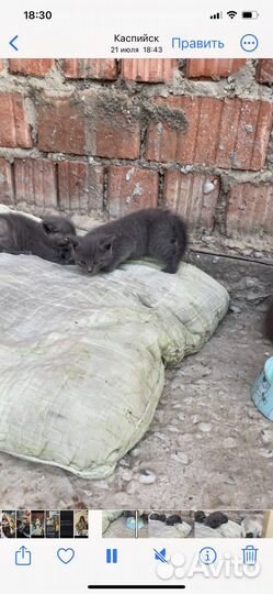 Котята бесплатно