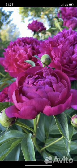 Букет из пионов