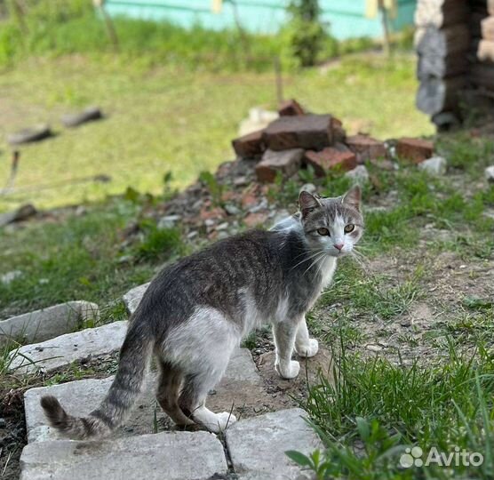Котенок Сеня