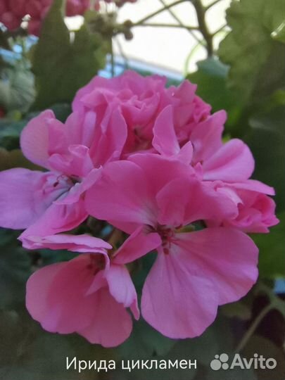 Пеларгонии сортовые