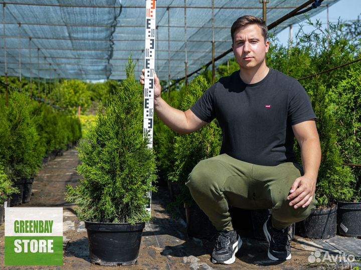 Туя смарагд 80 см свежая копка 2023