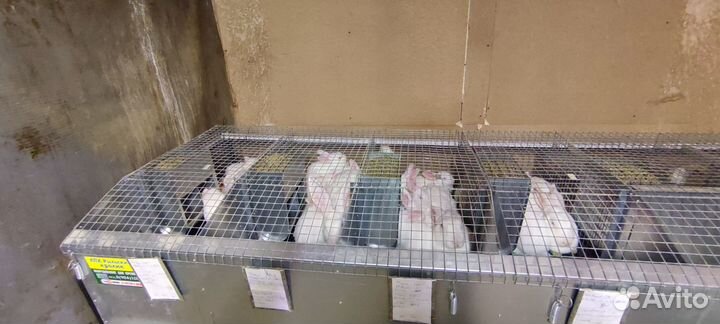 Кролики белый Паннон