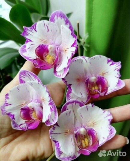 Орхидея Phal. Champion Lightning