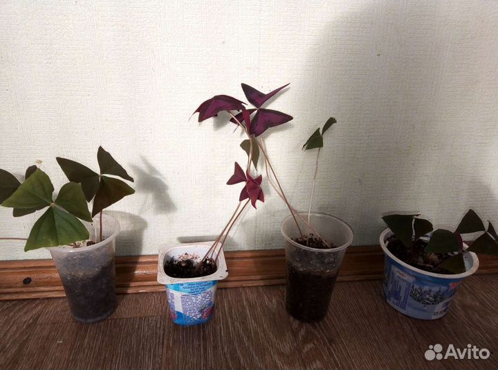 Толстянка (денежное дерево), кислица