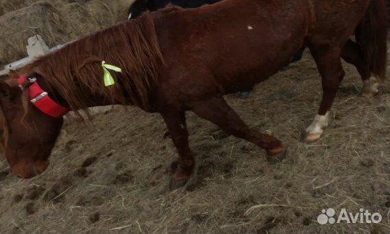 Gps для контроля лошадок AMD-050