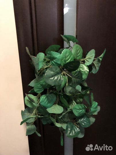 Интерьерные цветы