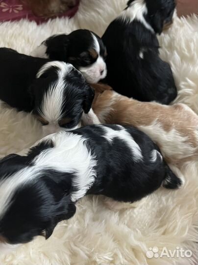 Кавалер кинг чарльз