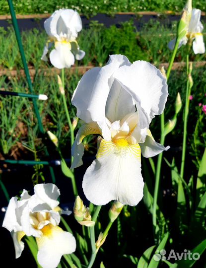 Ирисы бородатые