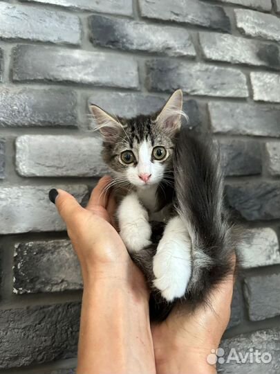 Чудо,как хороша девочка котенок Ладушка