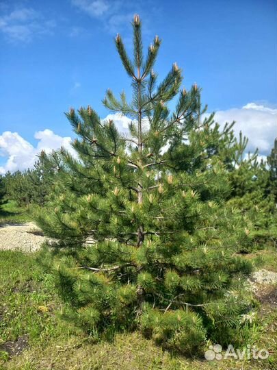 Сосна крымская