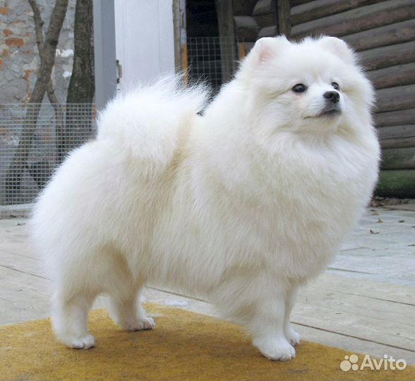 Девочки-шпицы 6-8 лет