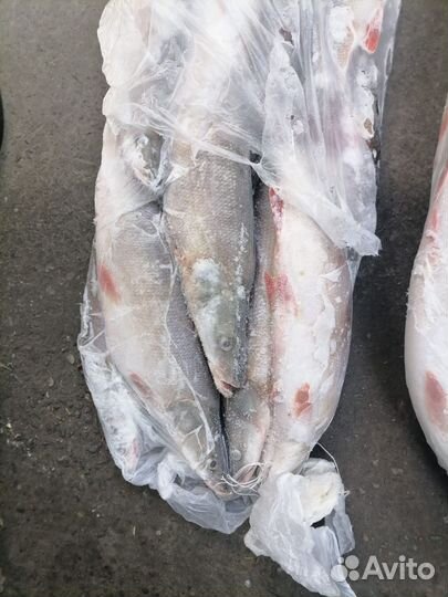 Краснопёрка рыба свежемороженая