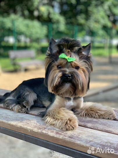 Вязка мини Йорк Солнцево