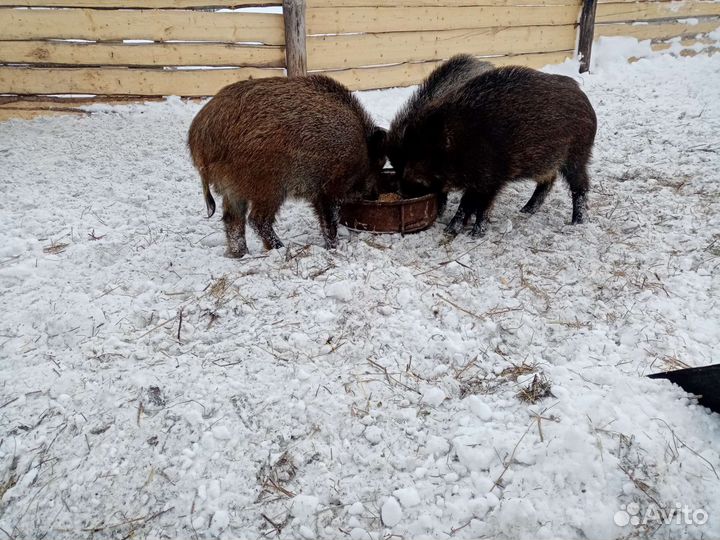 Дикий кабаны